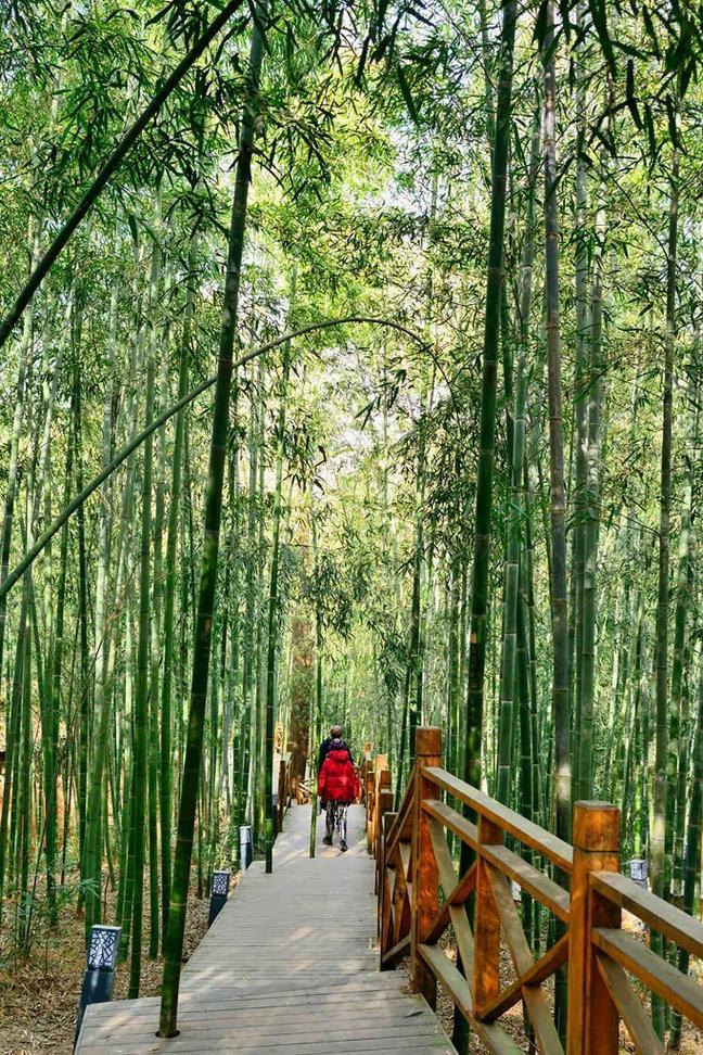 世界上竟有这么清幽的地方。说是陕西周至县的楼观台景区。竹林面积达1550公顷，号
