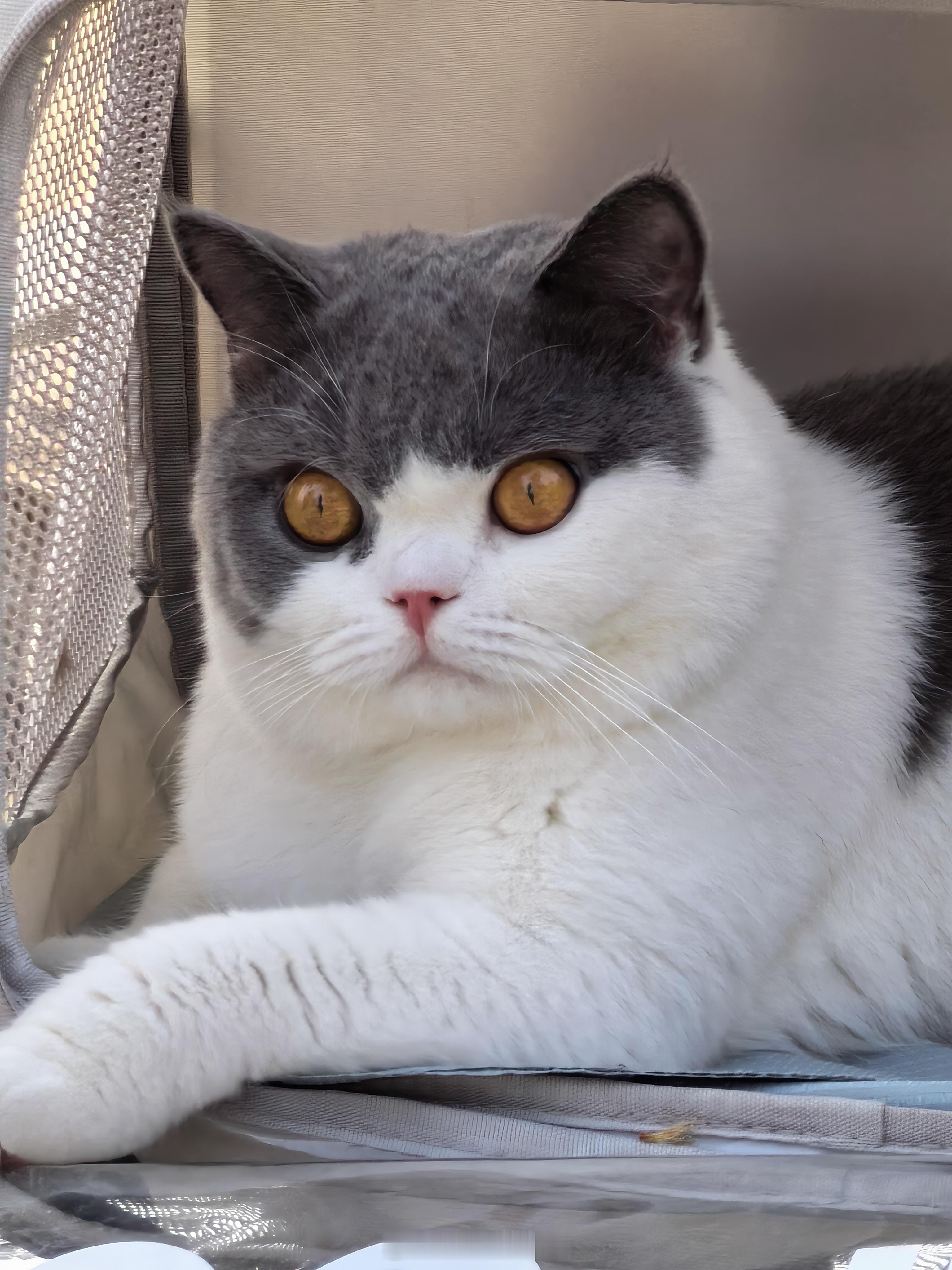 今天好多猫猫都出门遛弯儿了