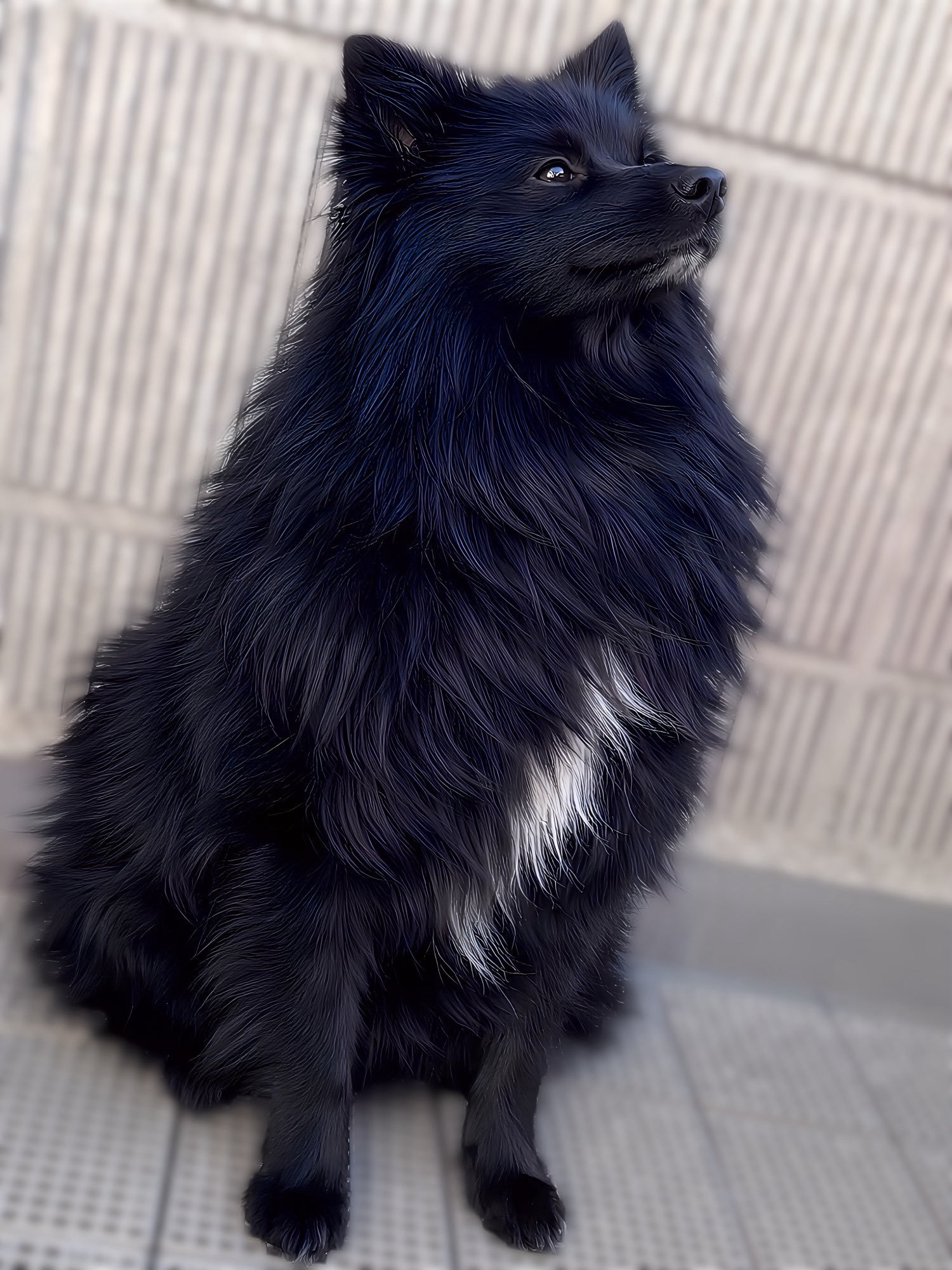 狗子长大了[抱抱]​​​
