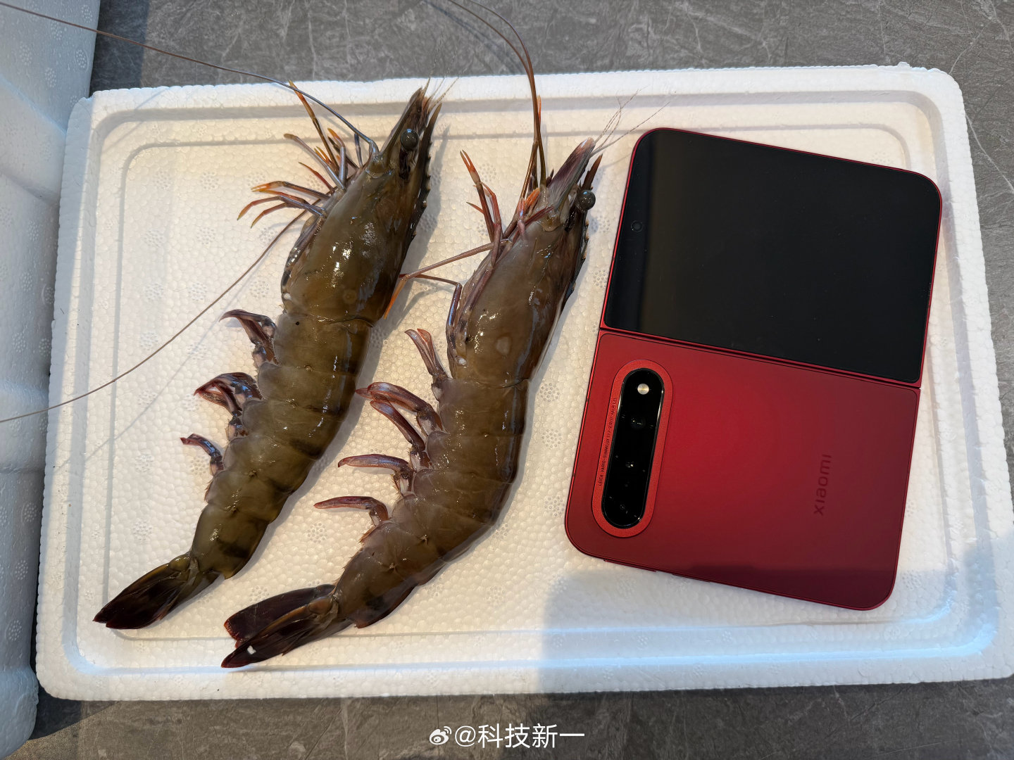 青岛的大虾，感受一下这个头，大不大？[doge]#微博跨域计划#​