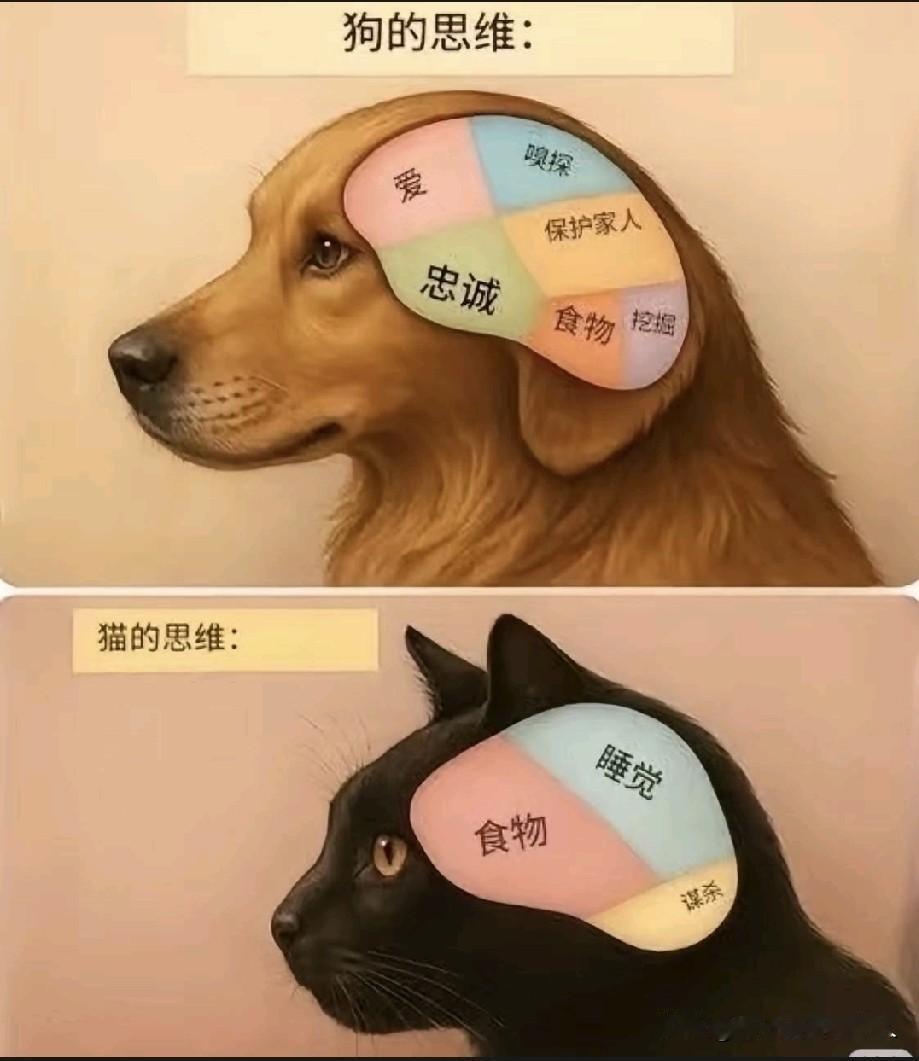 猫狗之道
