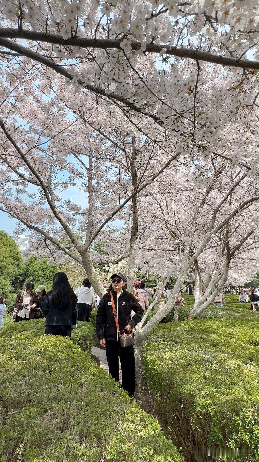 姐妹们！大连劳动公园的樱花真的绝了！花团锦簇得像童话，随手一拍都是大片，免费的美