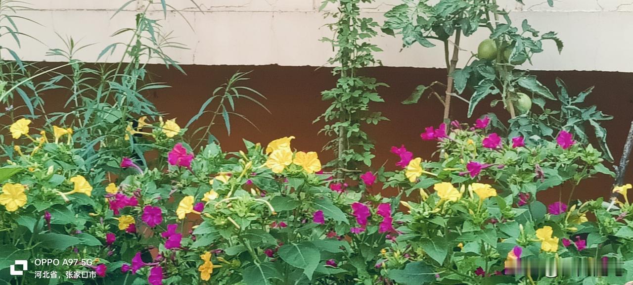 植物神经紊乱有三大难。第一难，难求医。浑身难受，脑鸣、出汗、失眠、心慌各种症