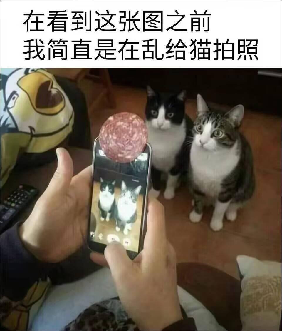 在这之前我简直是胡乱给猫拍照！