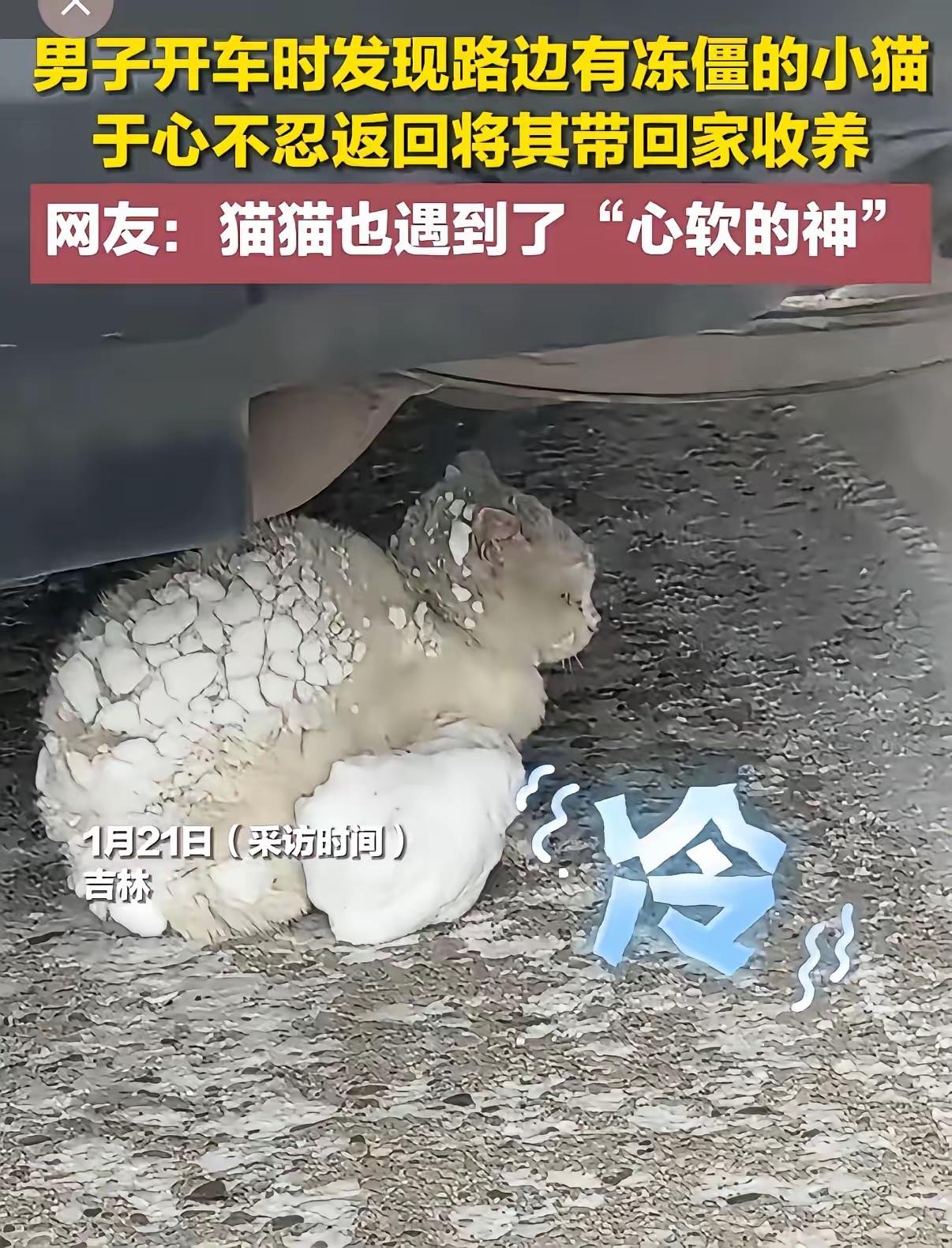 吉林，一男子和父亲开车回家，走到半路时看到心酸一幕：一只纯白色的猫咪在路边缓缓爬