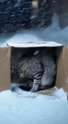 谁懂啊！雪地里这一幕，直接泪目了！天寒地冻的雪窝子里，猫妈妈把幼崽紧紧护在腹