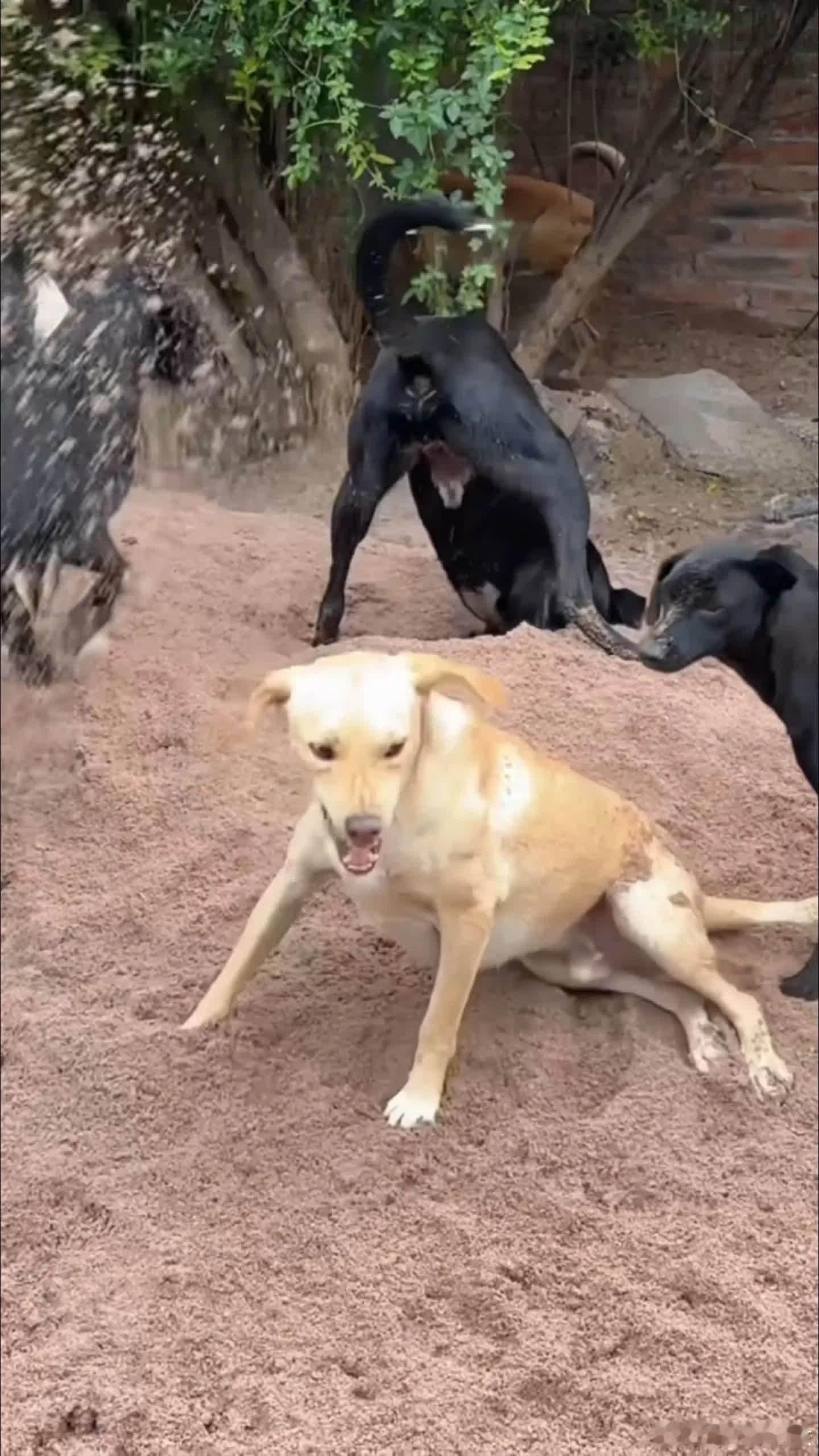 哈哈哈哈，好惨的小黄……萌宠宠物