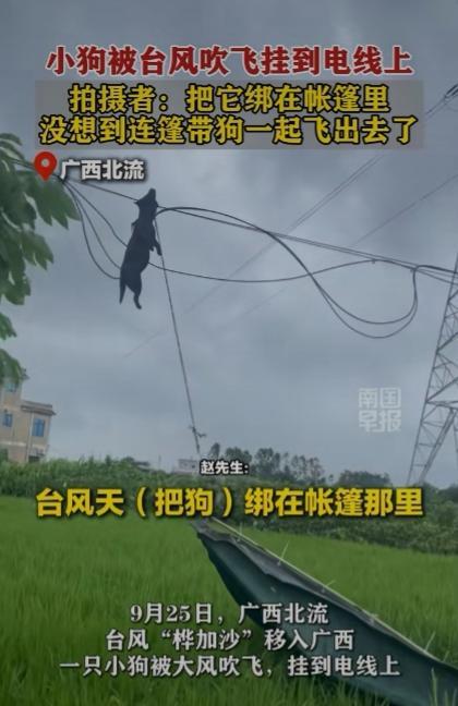 一只小狗被台风“桦加沙”刮到了电线上，广西北流一拍摄者爆料，自己把小狗绑在帐篷里