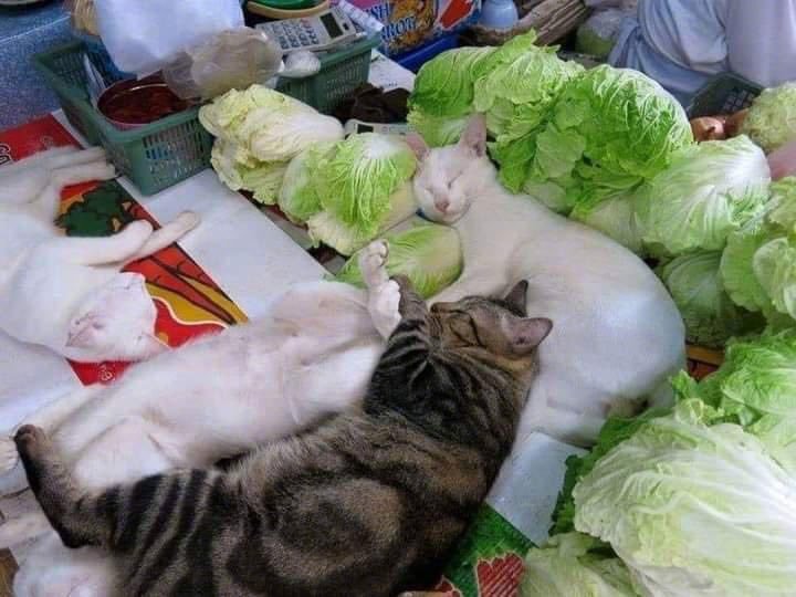 卖菜的摊主一家已经累晕了~