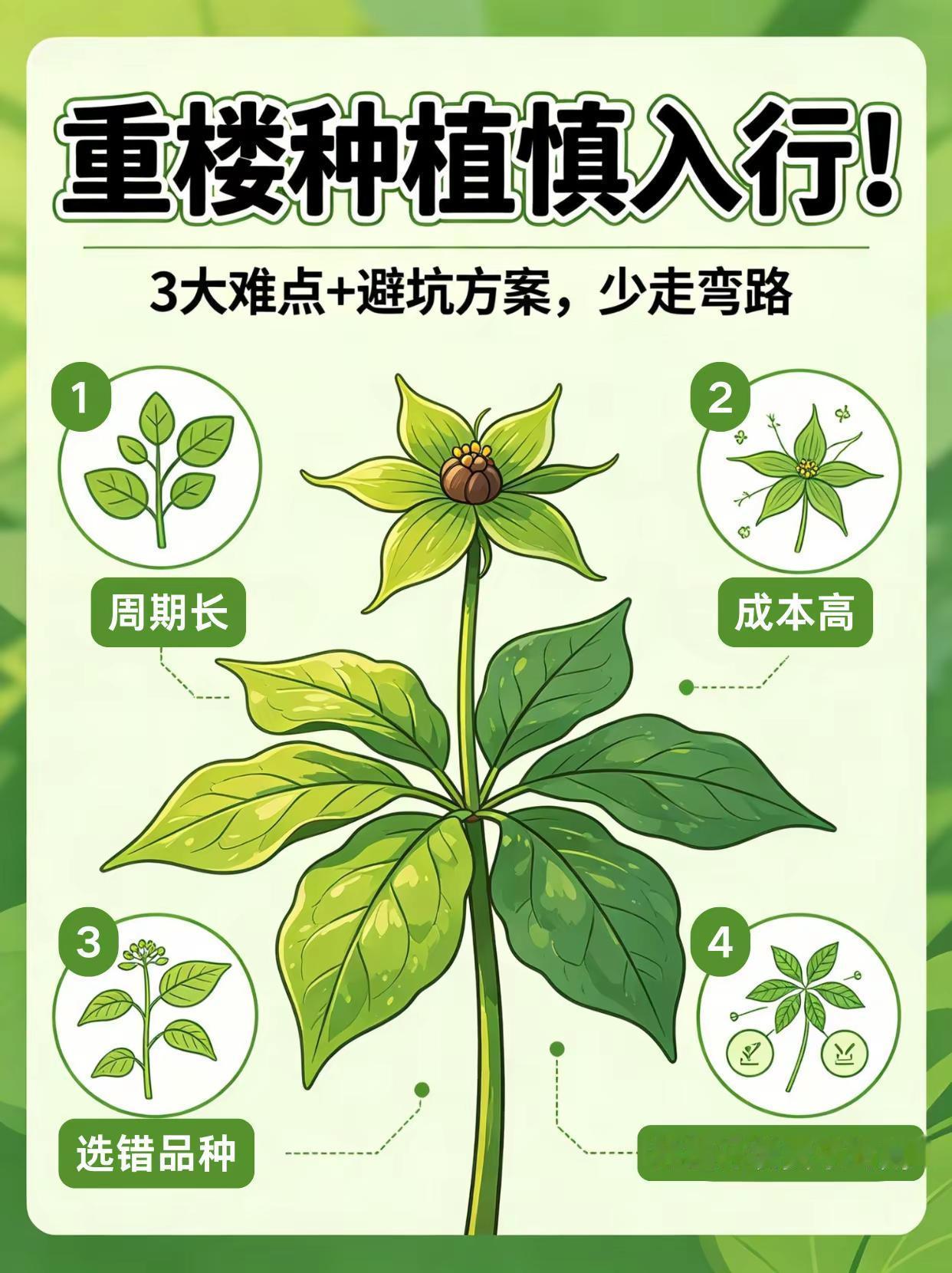 重楼种植一定要谨慎。重楼种植药材种植