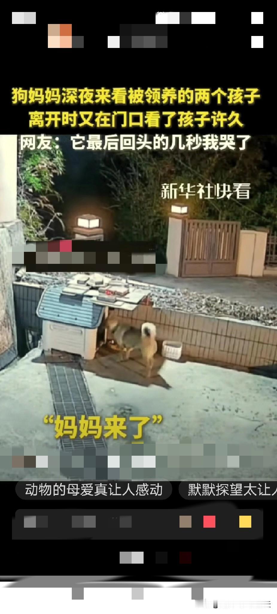 狗妈妈的深夜探望，藏着最纯粹的母爱！江西，男子深夜准备睡觉时，突然听见院子