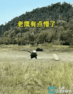 老鹰:食物还想攻击我？狐狸:小样还不知道我的厉害吧。