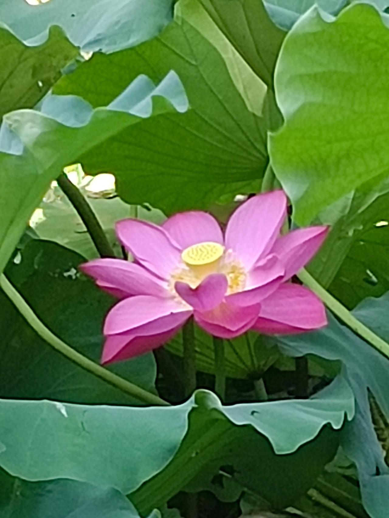 太原赏荷正当时一池香荷消暑夏，半塘靜水洗尘心。
