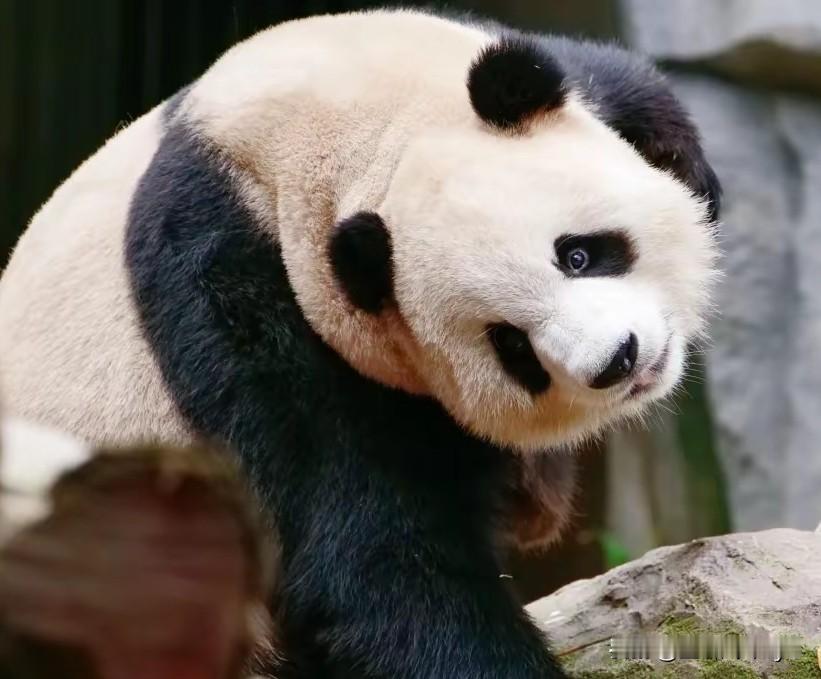 渝可杀人是不是不用刀？只要歪个头就可以了渝可的这个歪头杀让我当场晕倒