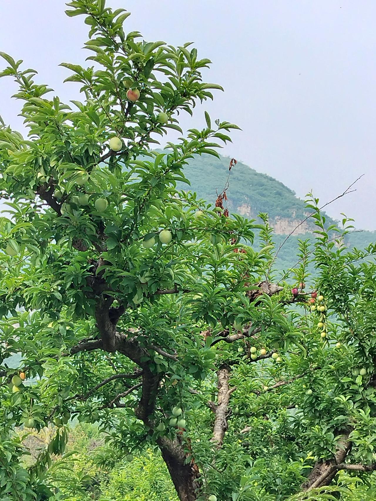现在我们这里过节过年叫媳妇都要带着很多的礼品过去，我亲戚家的女儿男朋友带过来了