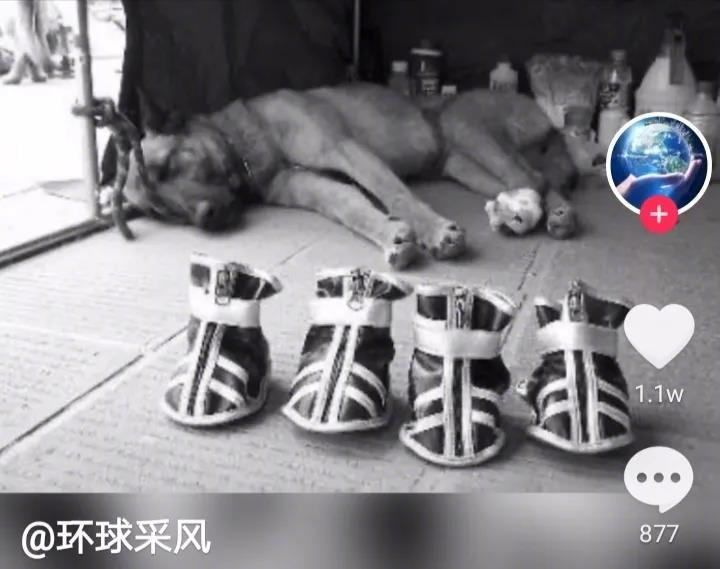 搜救犬从废墟里救出了32个生命，当它再次进入废墟时，废墟瞬间坍塌，当它的战友将它