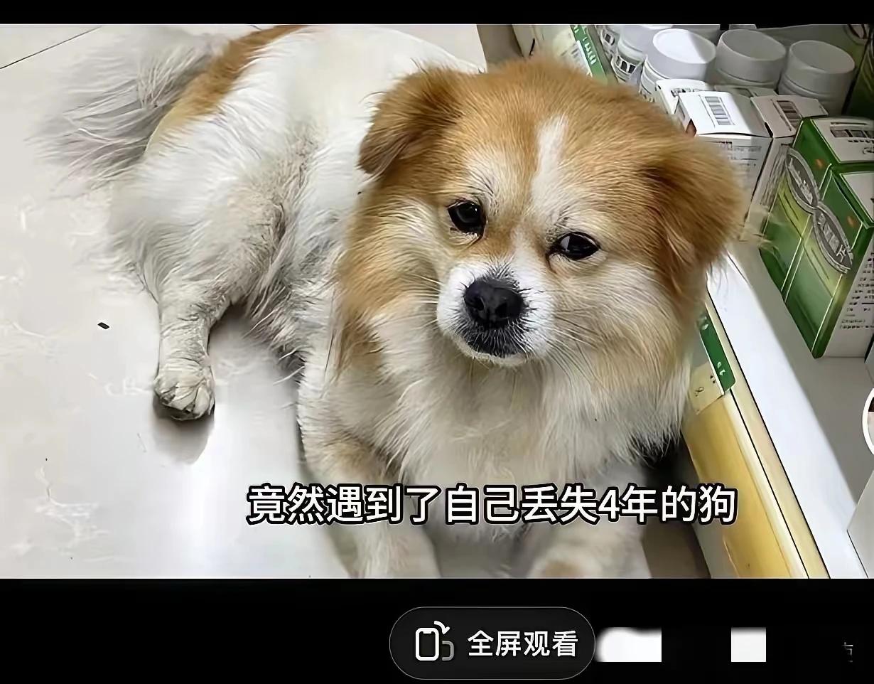 狗狗的世界真的很小，小到只能装下一个人。一旦认定了你，就算隔了千山万水，就算过了