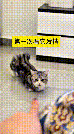 点开视频瞅见这只小狸花趴地上，身子扭得怪模怪样，我还纳闷这小家伙搁这儿弄啥嘞。紧