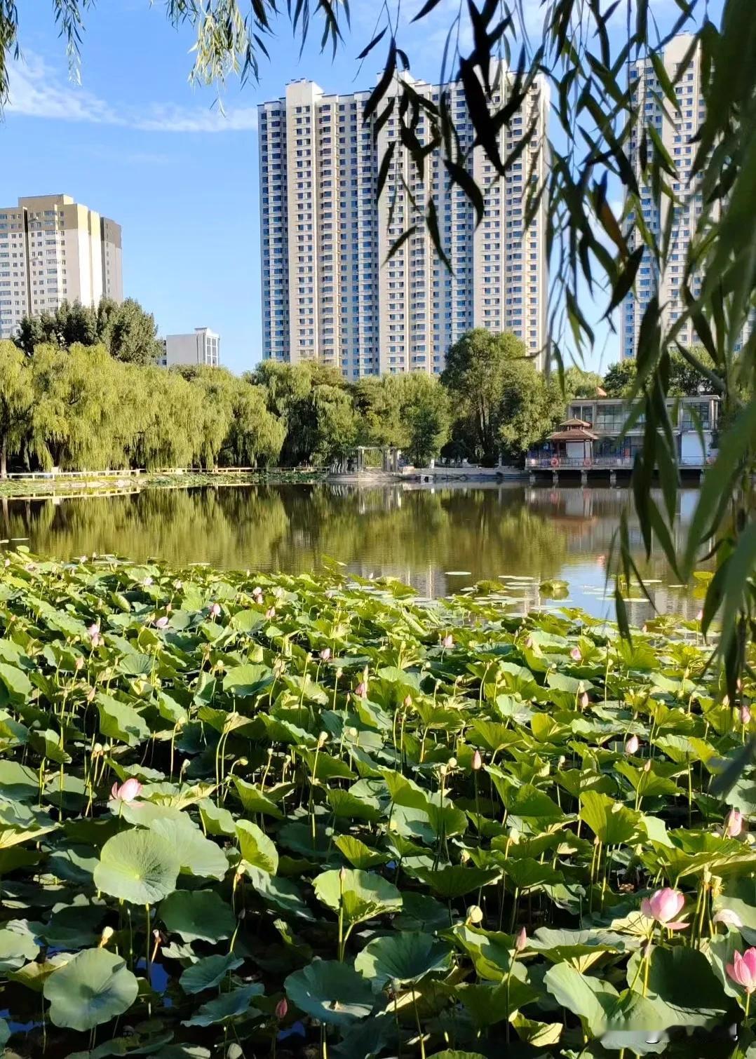 大同公园西湖边的荷花盛景这些荷花也赶上了花期，为湖畔增添了别样的景致