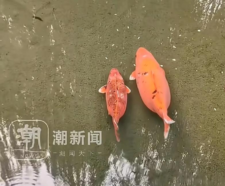 请大家一定不要再喂食了山东济宁，一个知名景区内，由于很多游客来到这里，都会买好