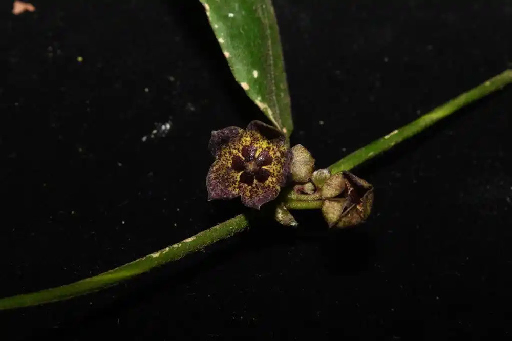 我国发现植物新物种“铜壁关醉魂藤”