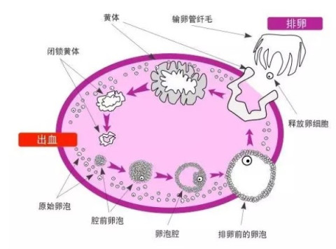 大概14天左右,卵细胞就会成熟,从卵泡中排出.而卵泡则变成黄体萎缩掉.