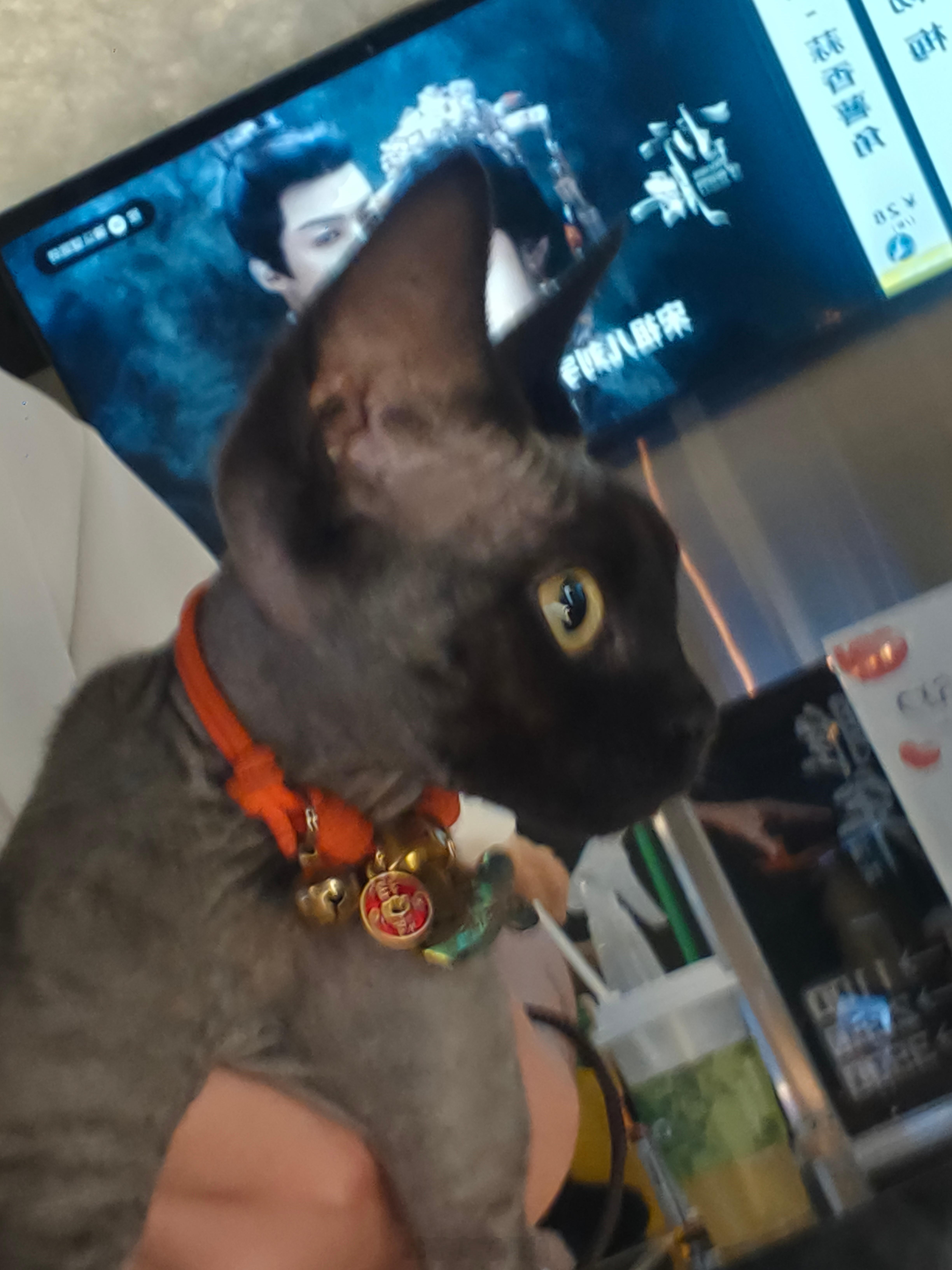 猫猫能有什么坏心眼呢[捂脸哭]他只是想贴贴你果然是男的都喜欢美女​​​