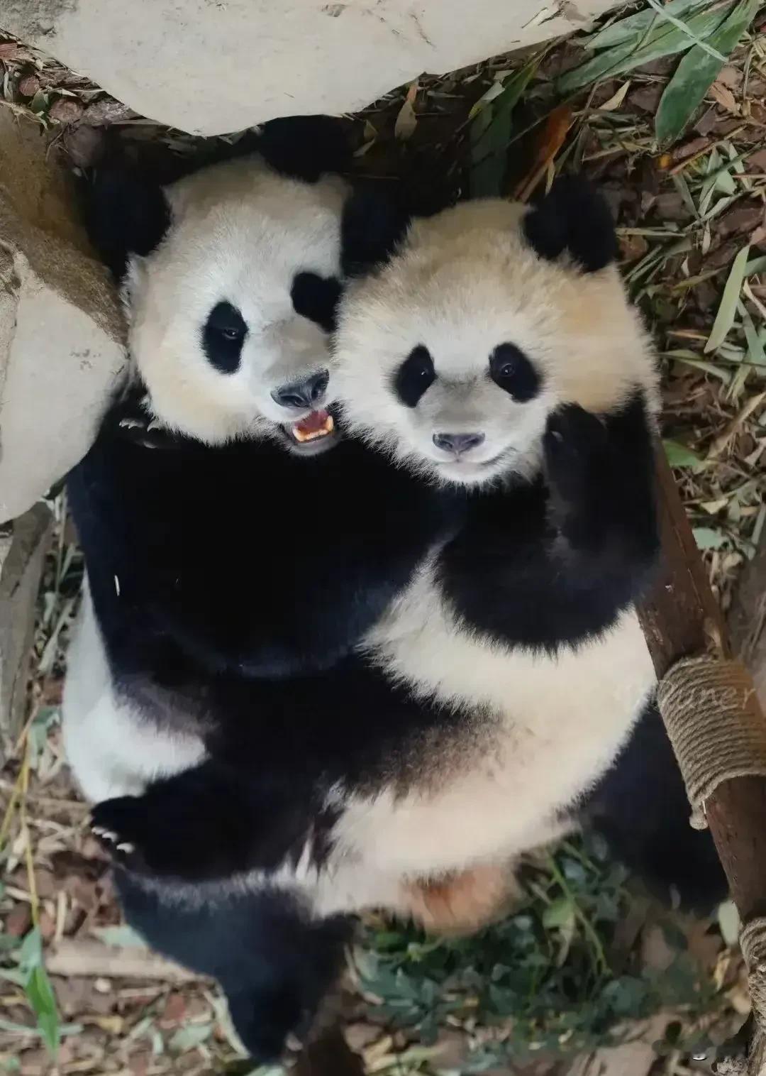 熊猫也在为国家赚钱，有人说熊猫命真好，他们不知道这些小家伙还在给国家挣外汇呢！据