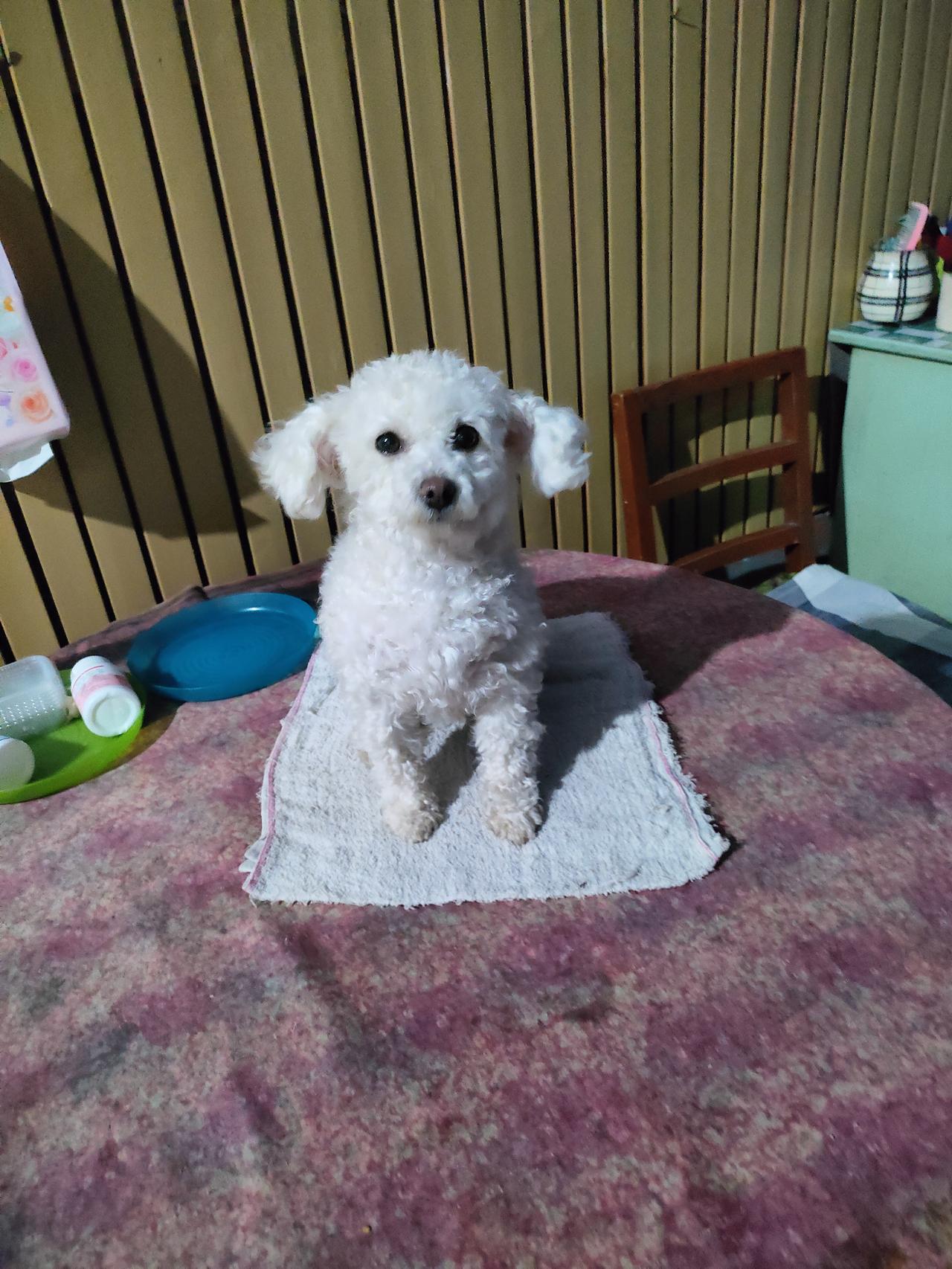 分享记录萌宠我家的米乐宝贝，还有大黄狗乐乐大宝贝，[呲牙笑][呲牙笑][呲牙笑]哈哈哈