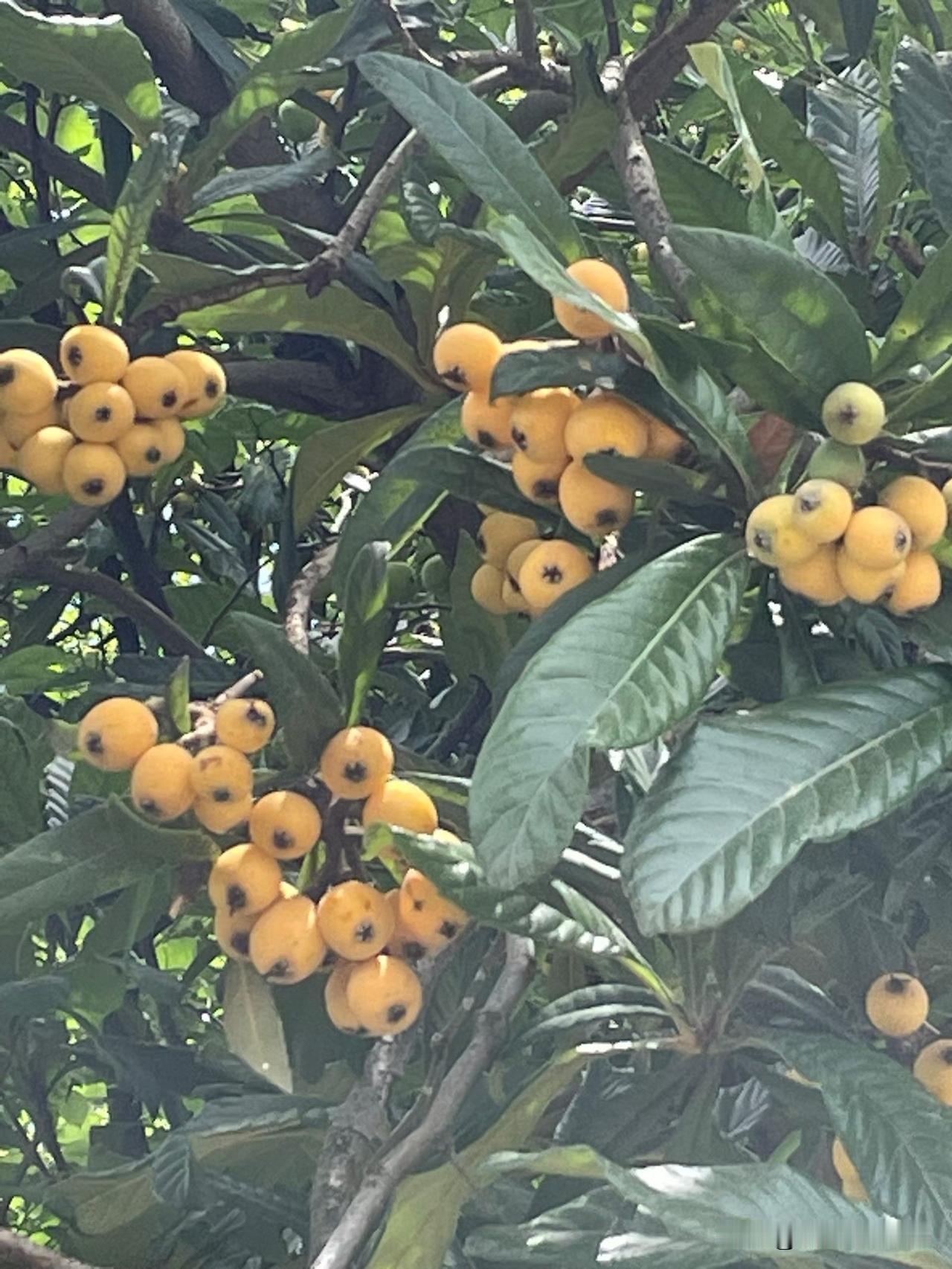 昨天去嵊州摘枇杷，满目山水，树树含情。一枝枇杷黄，满目皆风光。