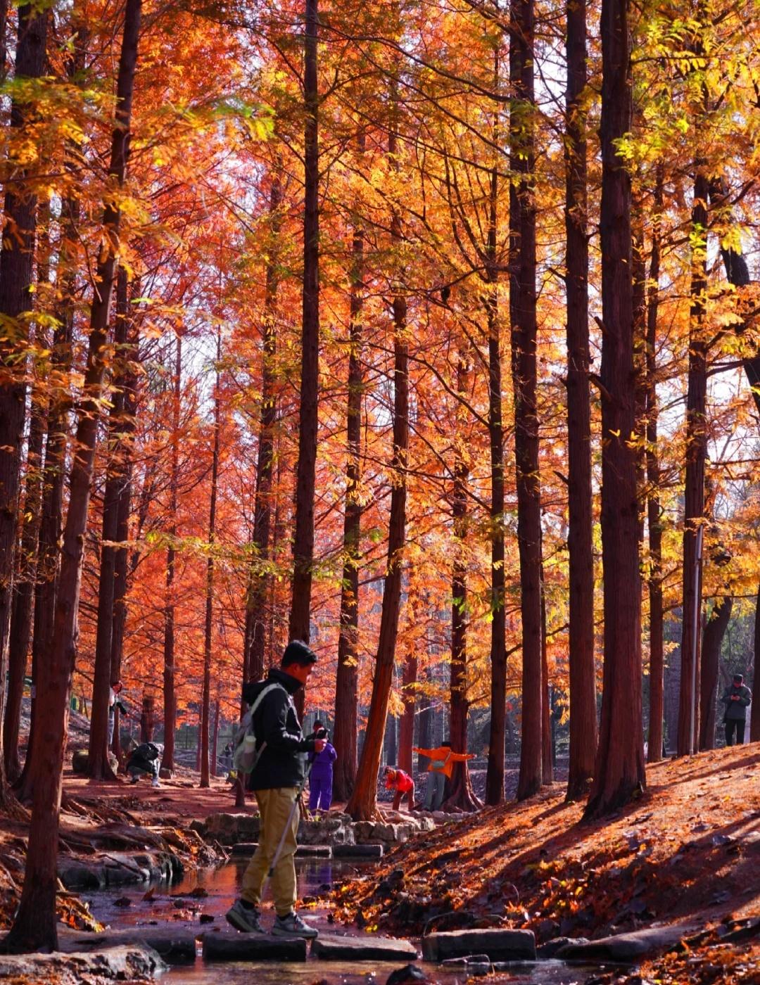 11.11实拍‼️北京水杉杀疯啦避开植物园人潮，在房山挖到800年白水寺的水杉