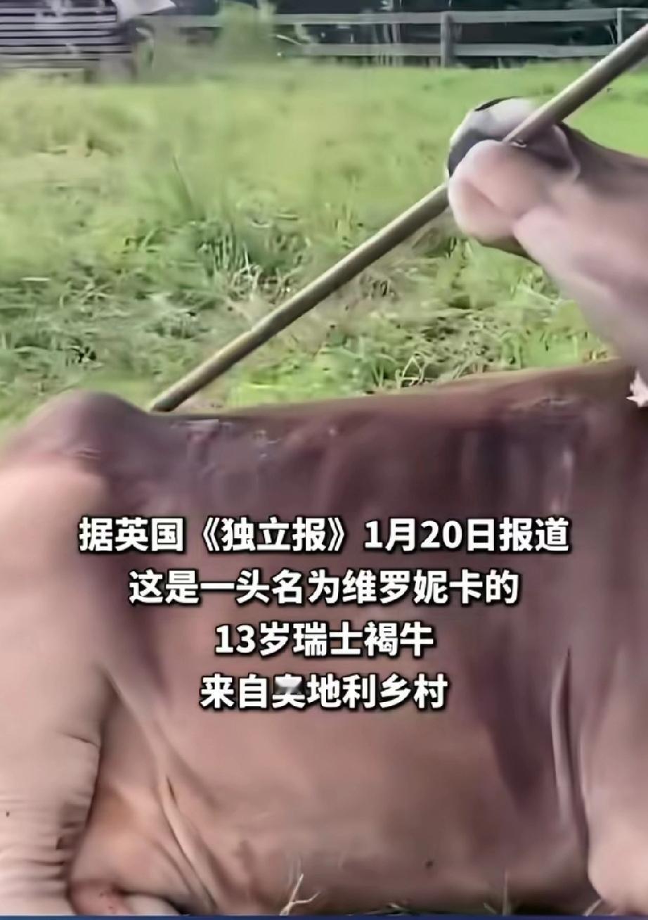 在人们的印象里“牛蠢马犟”，其实这是一种偏见。牛并不蠢，而且还会使用工具。在奥