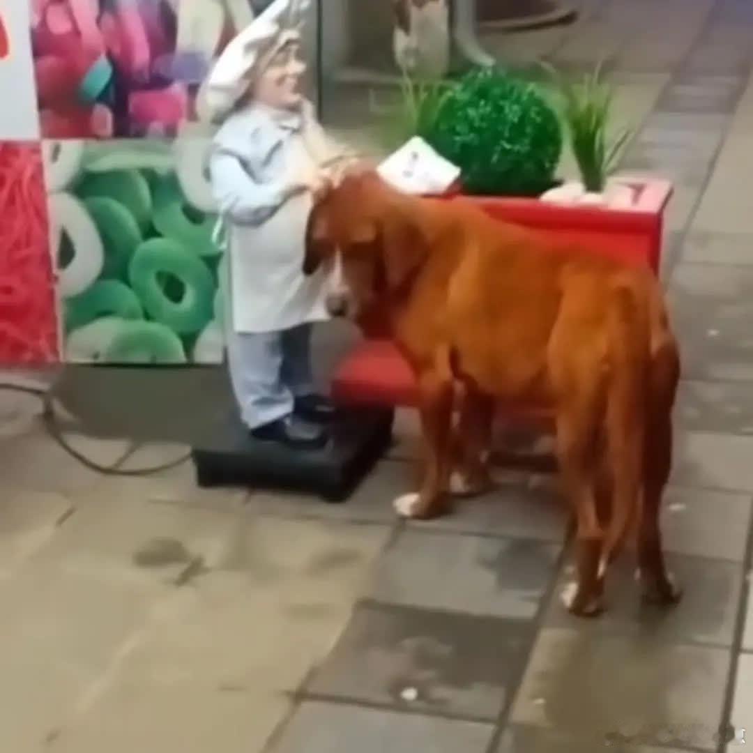 它只是需要得到一些爱萌宠宠物