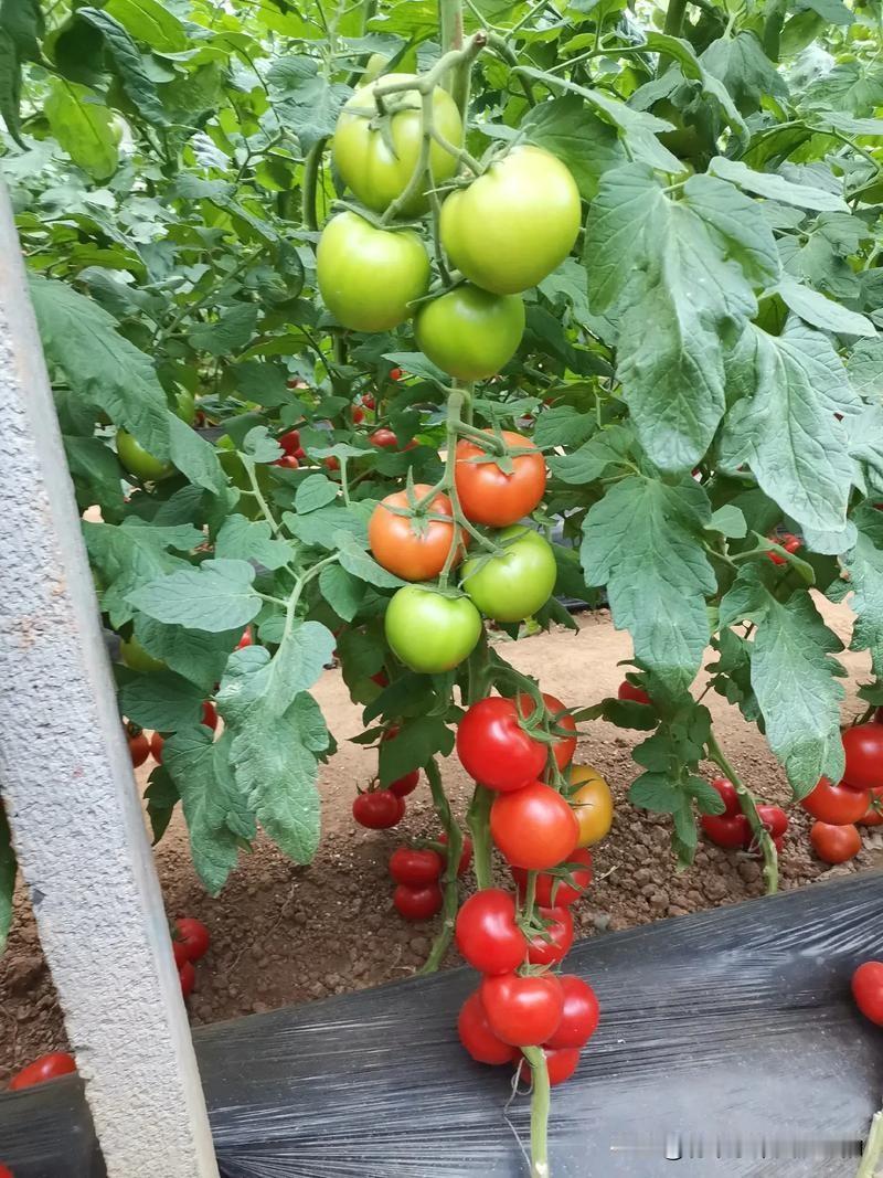 要想今年西红柿上下果一样大，抓紧看过来很多人种番茄，都是底下果长得老大，越