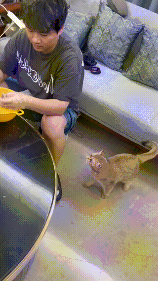 拥有这么听话的小猫咪真是太幸福了。