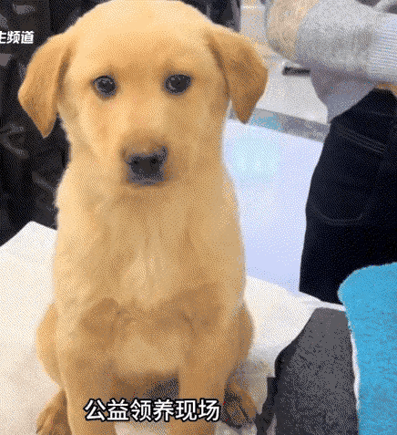 北京，一公益领养现场，一只狗子在等待有缘人领养它时，虽然眼神中满是害怕和不安，但