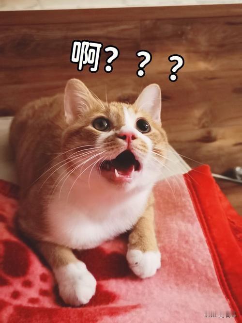 亲戚女孩19岁了，她父母突然告诉她是领养的。她就很好奇，问为什么。养父母就说