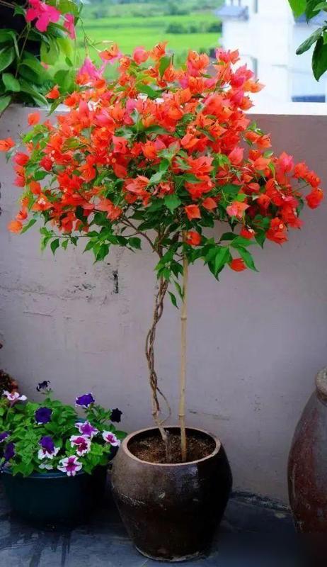 天呐！秋天养三角梅居然要“狠”？我昨天刷到花友分享直接懵——这花也太“吃硬不吃软