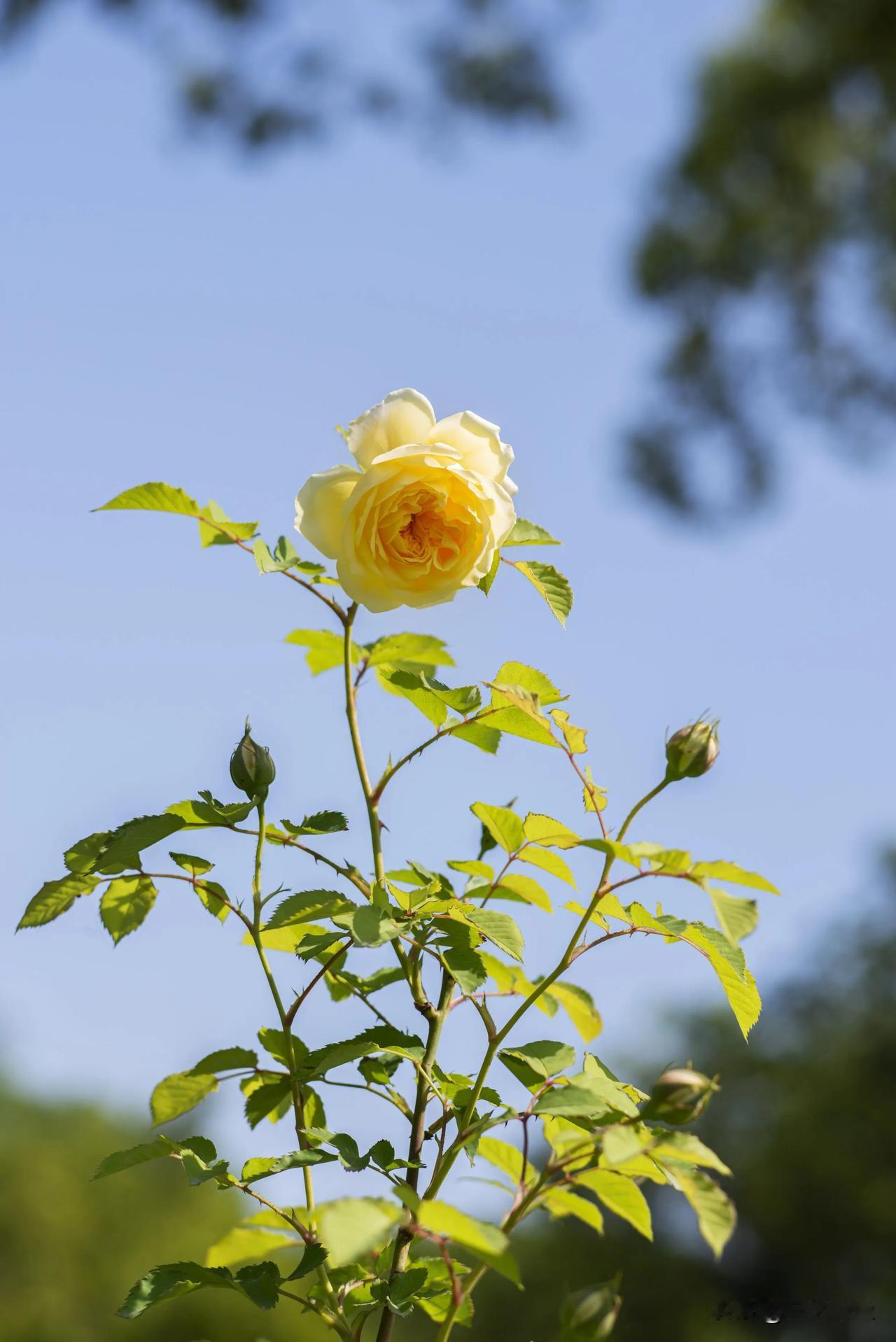 月季花开，五月月季花无疑是所有花中的主角。