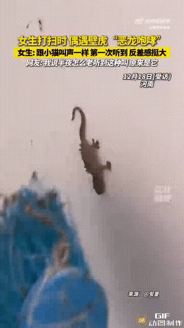 河南一女子在家打扫，瞧见墙上有只壁虎。她不想伤它，就用扫把轻轻碰了下，想让它赶紧