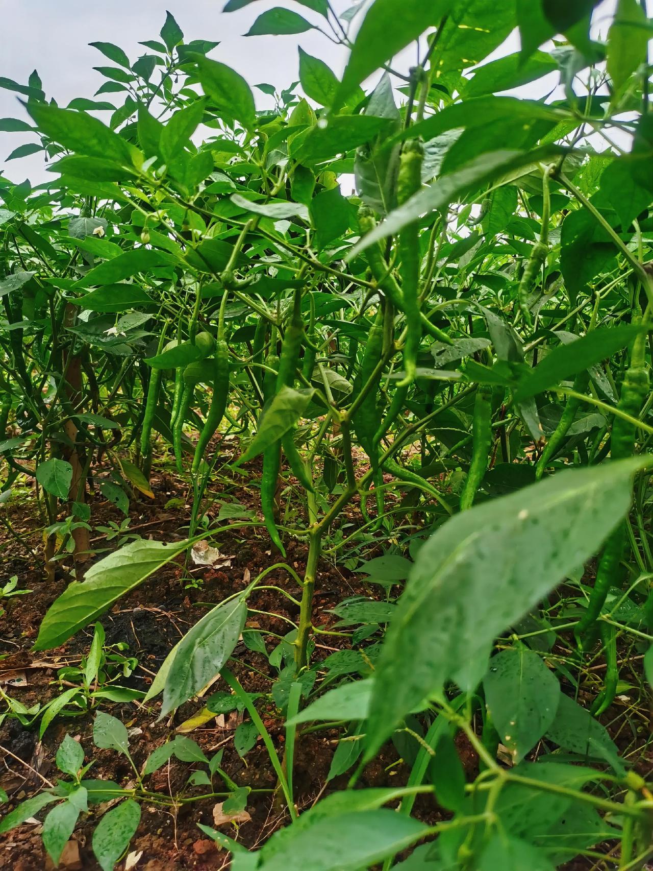现在农村有一种怪现象，父母幸苦种的绿色蔬菜，做儿女的大包小包的带到城里，还做出一