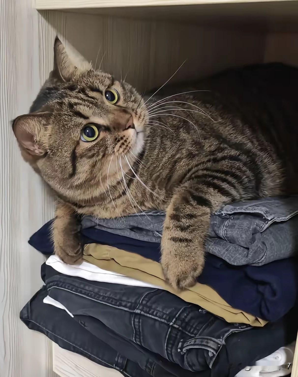 洁癖阿姨养猫记：一月沦陷，倒贴千元抢猫养张姨是小区里出了名的洁癖，家里窗明