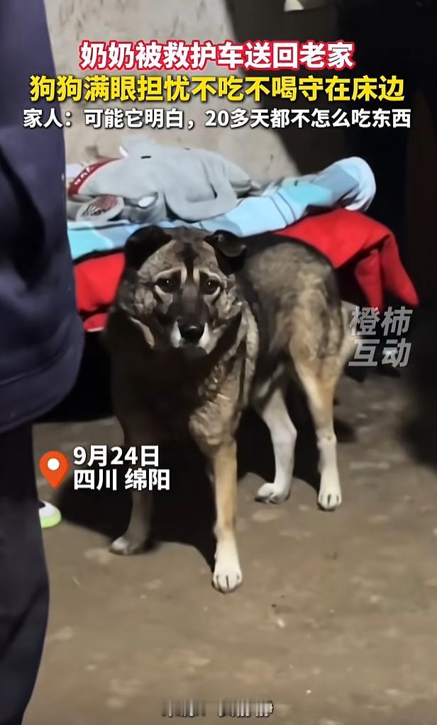 太有灵性了，四川绵阳，网友的奶奶生病住院20多天，医生说治不了了，家人就带奶