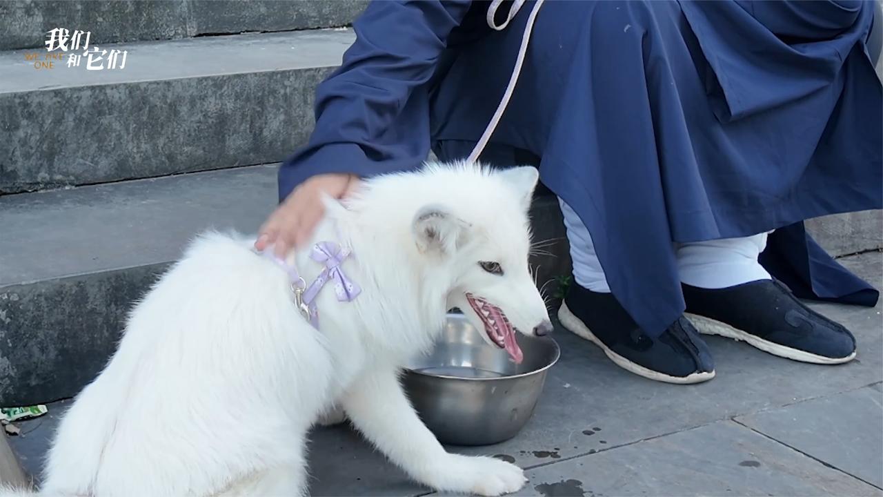 神秘白狐入驻道观！每日听经绕殿显灵性，乖巧粘人与道士情同手足