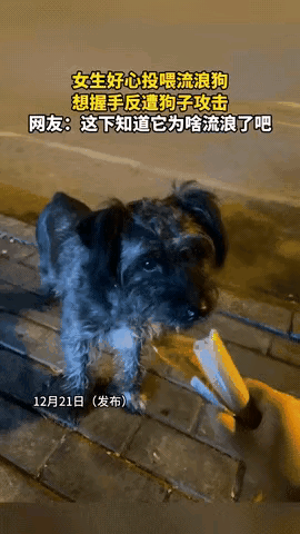 “悲剧还是发生了！”一女子在路边遇到一只流浪狗，看上去挺可怜，于是，好心拿出火腿
