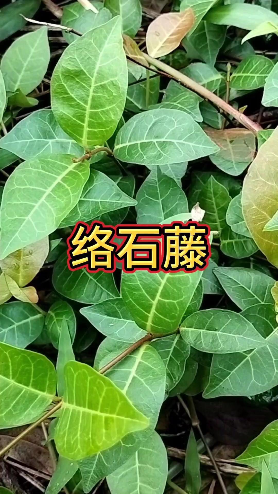 野外遇到络石藤先别慌！🌿这个被称为"明石藤"的植物全草都是宝，得好好认识一下。