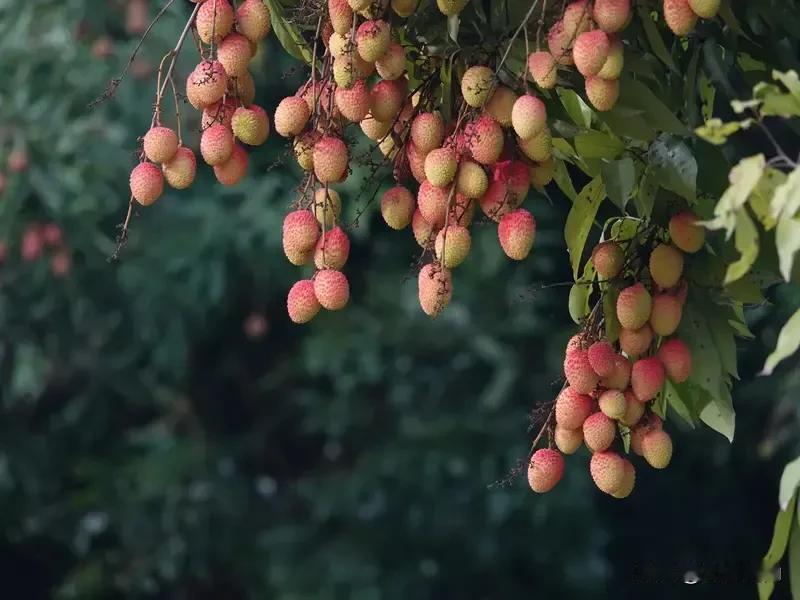 目前并没有确切公开信息表明哪棵树是白蜡荔枝母树。白蜡荔枝又名白腊子荔枝，是优