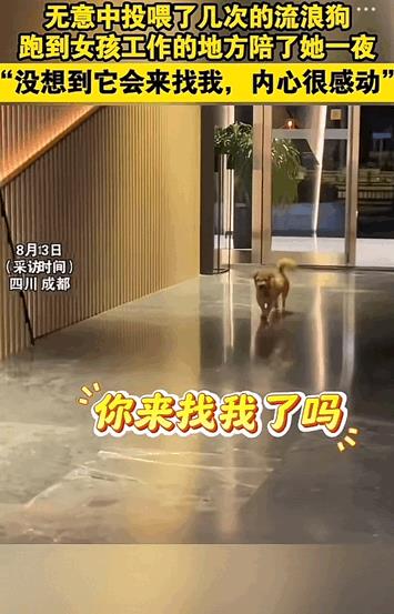 “太有灵性了！”四川成都，一女子警察给流浪狗投喂食物，一天凌晨值夜班时，她惊喜发