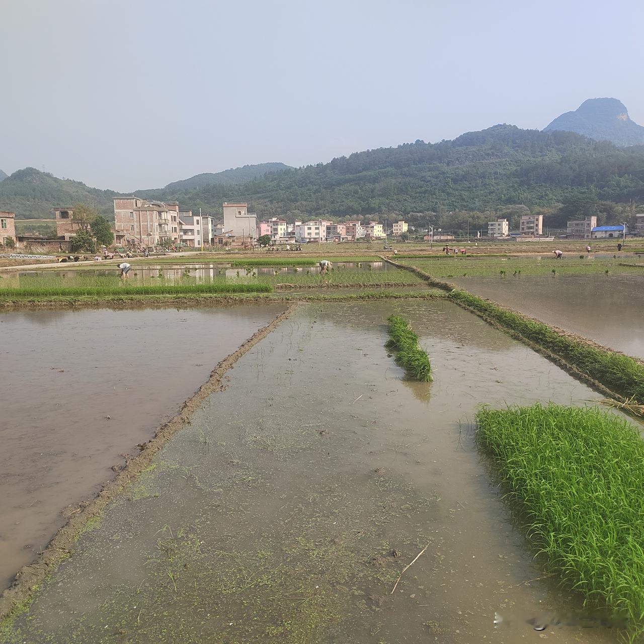 不问不知道，一问吓一跳。现在稻谷的种子居然要50元一斤，以前生产队的时候，都是自