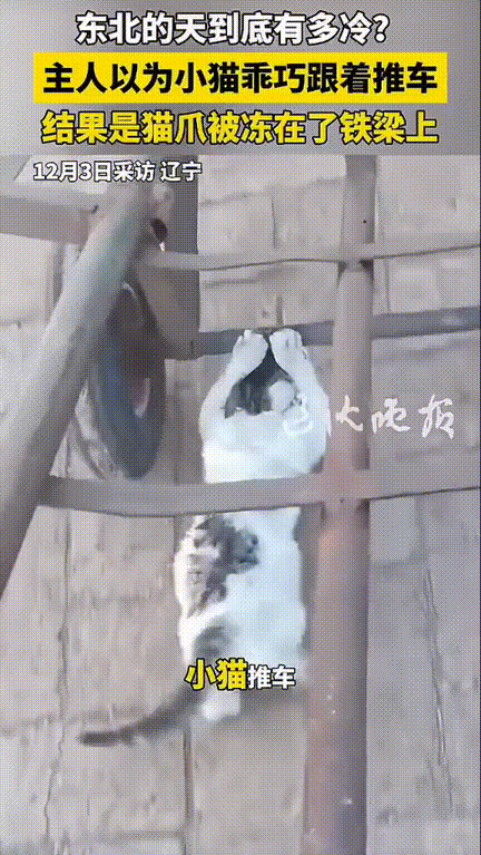 真是笑不活了！辽宁，一大哥准备推小推车去豆腐坊搬豆子，刚一使劲，就瞅见车底下藏着